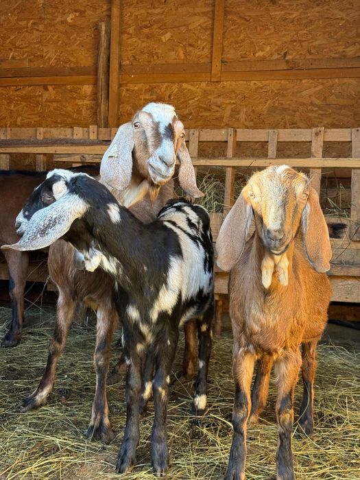 Capra rasa Alpin Francez si Anglo-nubian
