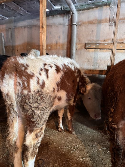 Продам бычков вышак  3 головы