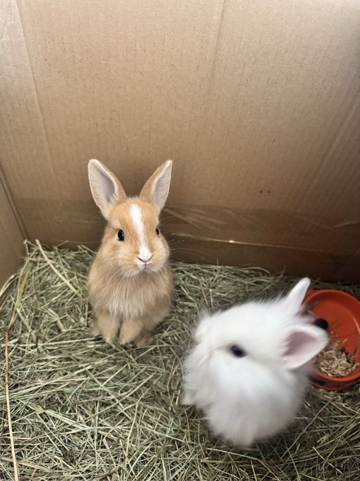 Деоративный кролики