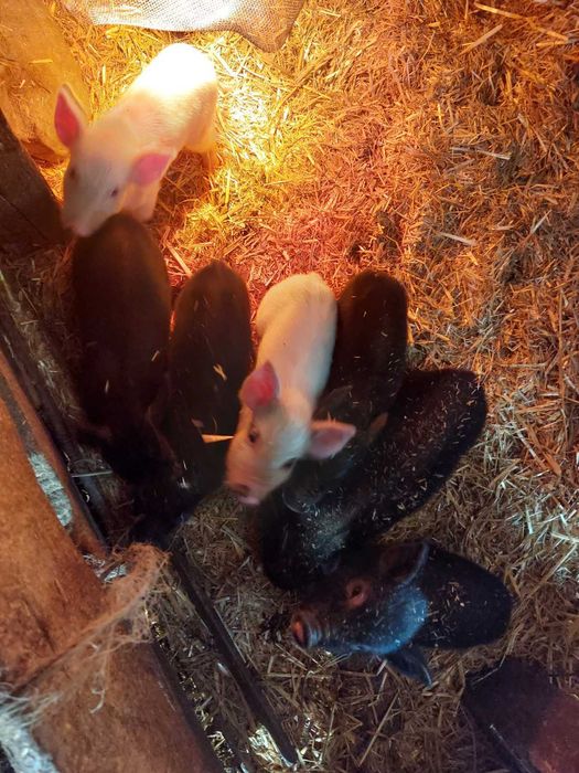 Продавам виетнамски прасета