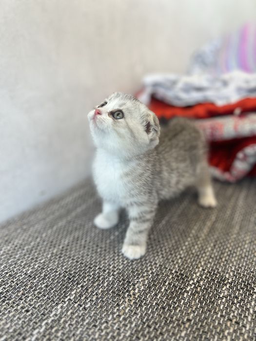 Котенка породы скоттиш фолд