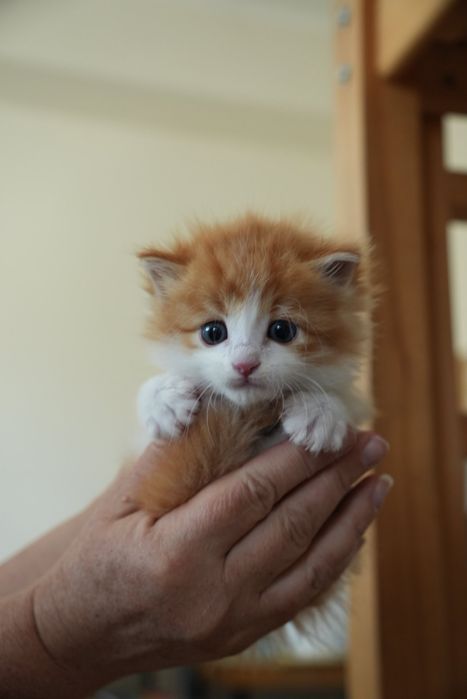 Продаем месячных котят