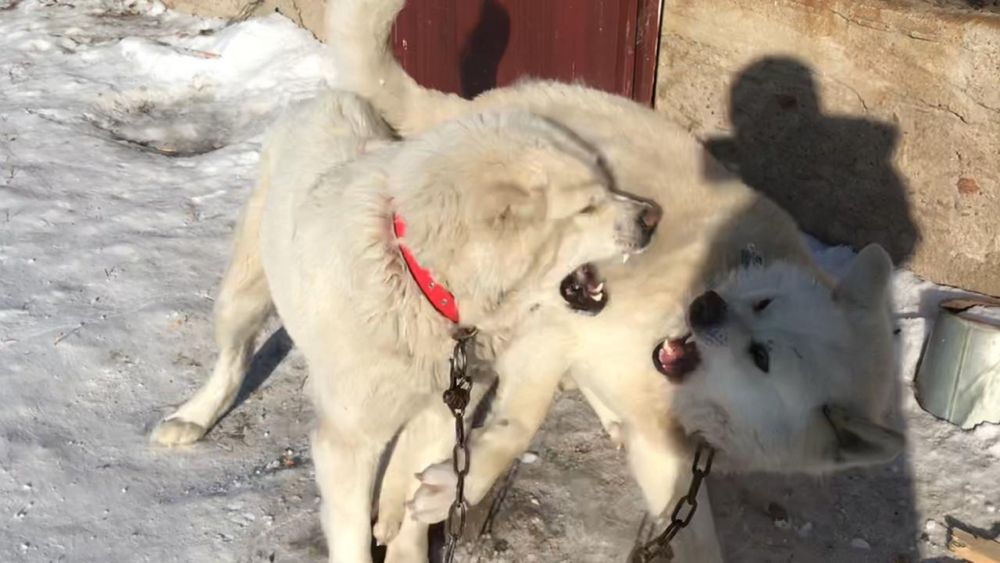 Продам тобет девочка молодая