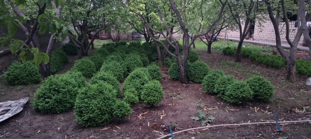 САМШИТ Красивоцветущие кустарники