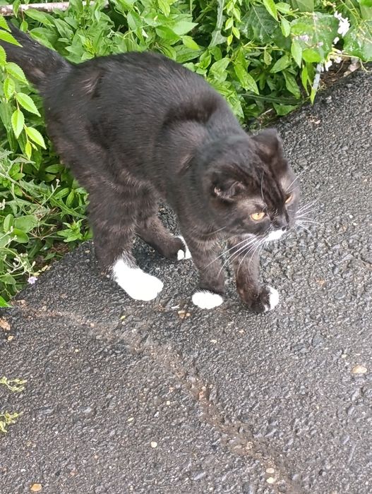 Чей котик красавчик?