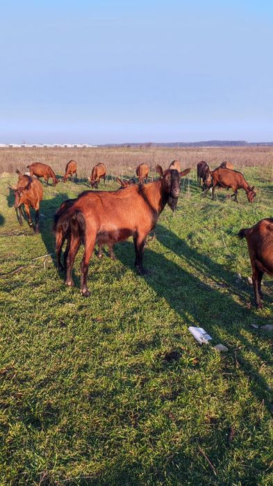 Vând țap rasa alpina franceza.