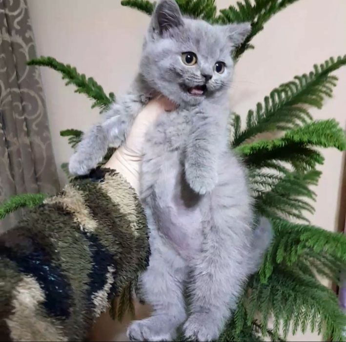 Британский Скотиш страйт 
Здоровый, активный 
Аппетит