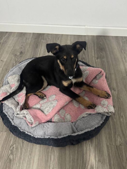 Собачка ищет дом!