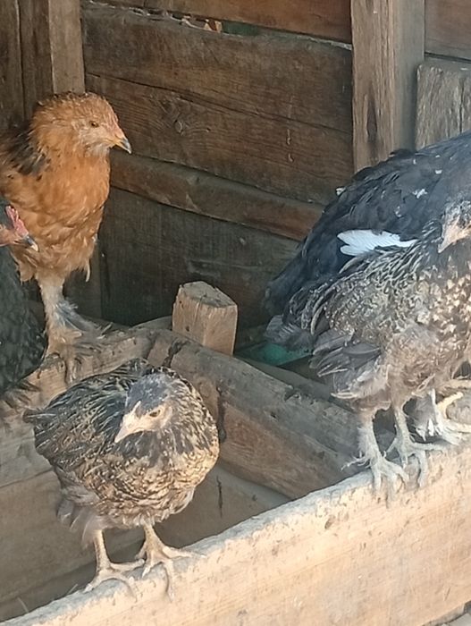 Продам 2-3-4 месячных