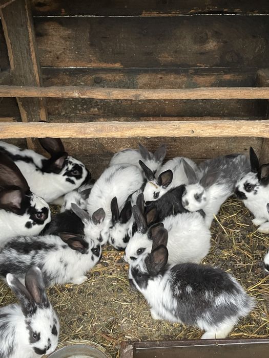 Vând iepuri puiuți