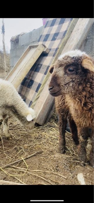 Козылар сатылады