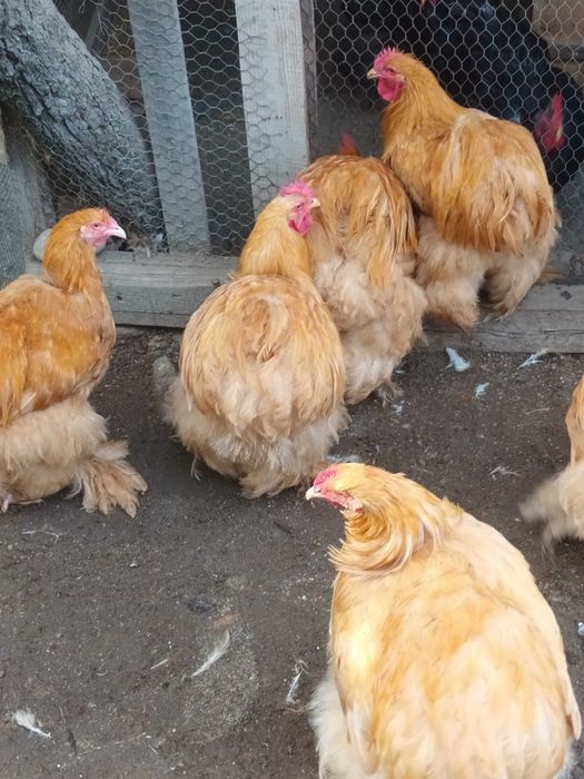 Cochinchina galben cocosi 2026