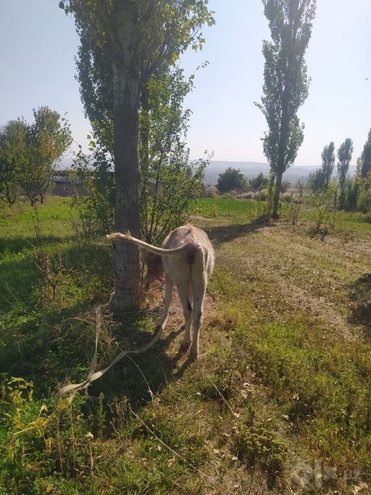 Shvet hunajin sotiladi buğoz bolishi mumkin