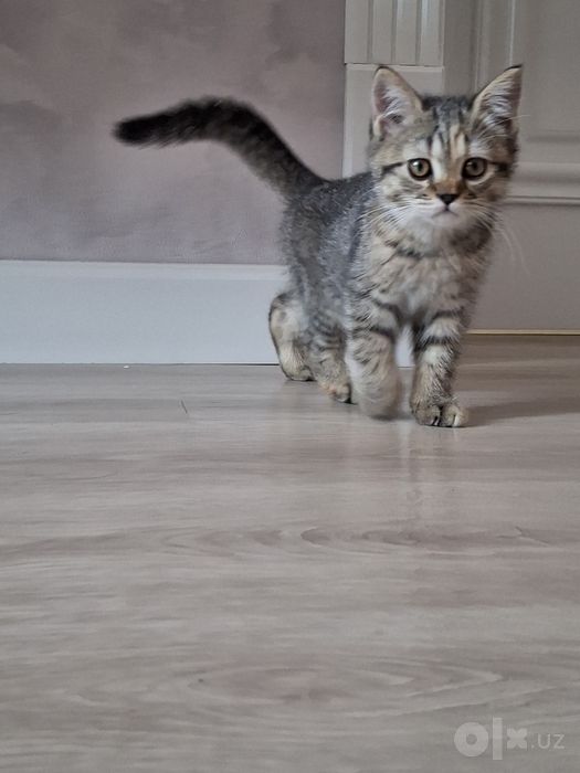 Кошка шотландский 3 месец
