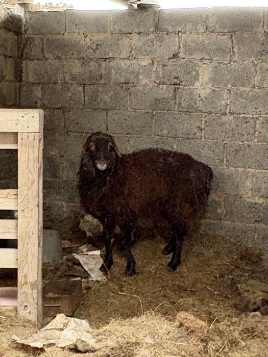 Семіз Қой сатамын.