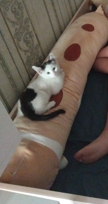Ищу для бездомной малышки хозяйку