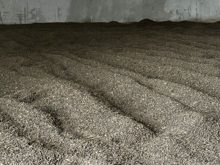 Vând Floarea-Soarelui, Cantitate 4-5 Tone - Jurilovca