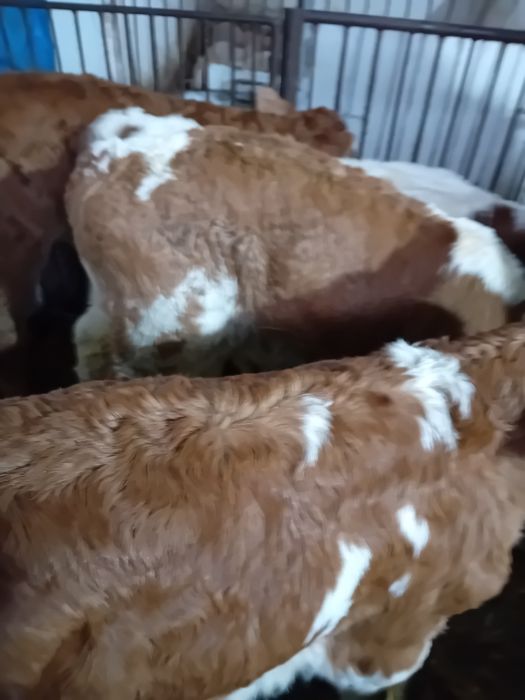 Taurasi și vitele  baltati  semiintarcati