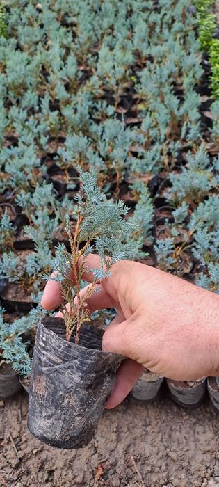 Можжевельник скальный блю эрроу