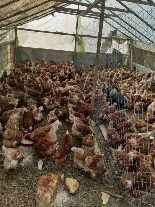 Găini outare cu vârsta de 11 luni (PUICUTE)