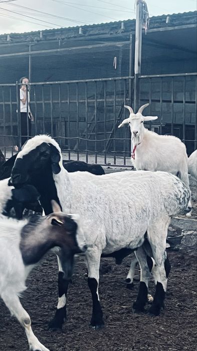 Қой, баран, үш жасар Қошқар сатылады.