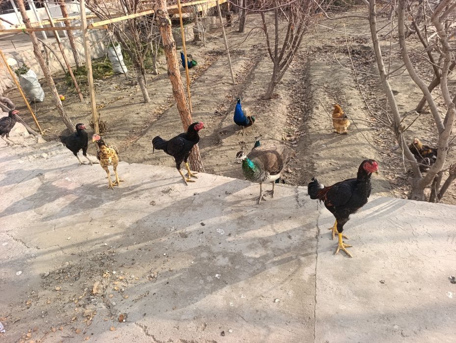 Zotdor kulangi shamo xo'roz va tovuqlar sotiladi. Bramolar ham bor.