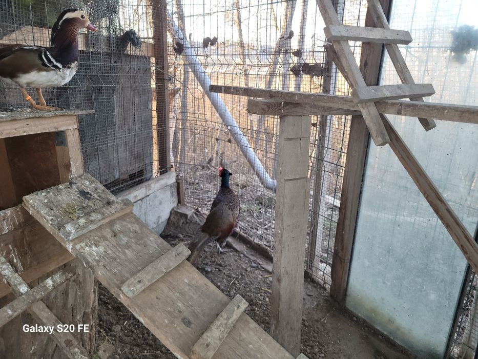 Vând familie de  fazani 2025.