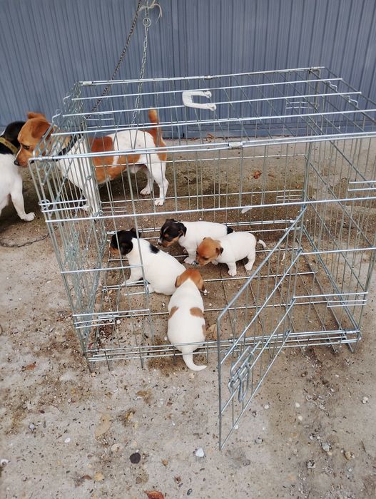 Малки Джак ръсел Териер