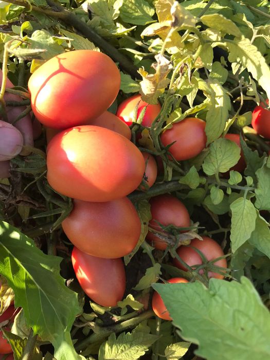 Семено розового томата