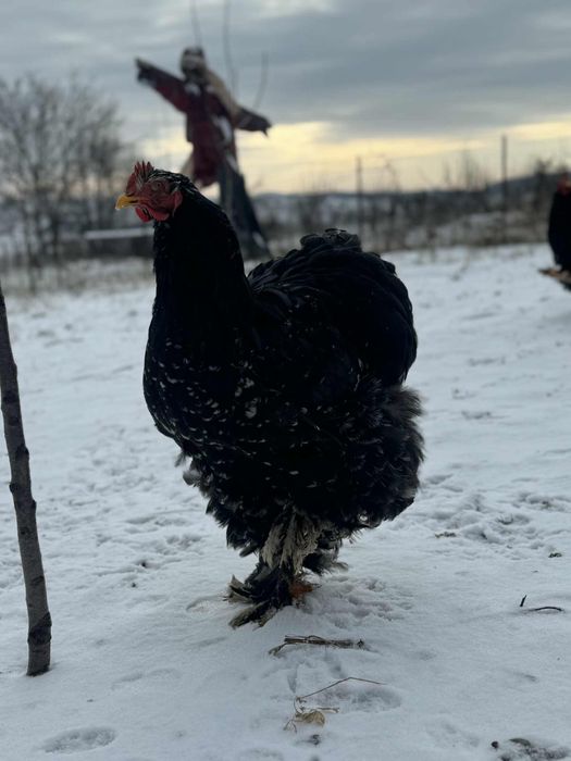 Cocosi cochinchina urias bobat