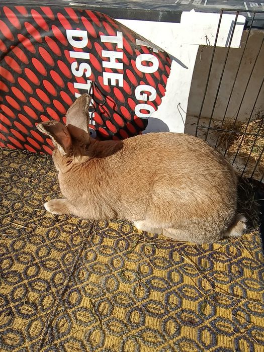 Iepure urăsc german