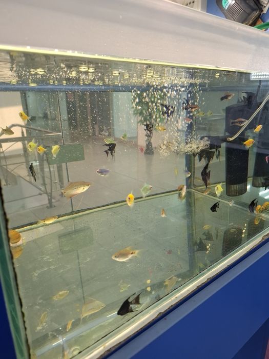 Аквариумные рыбки