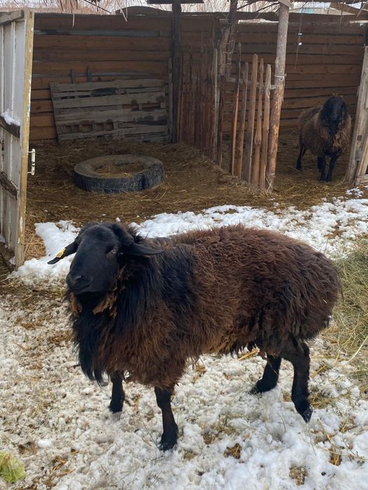 Қошқар сатылады 150 мын