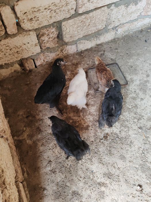 Балапан брама 3 айлық