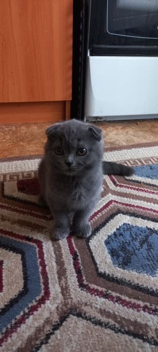 Чистокровные британские котята