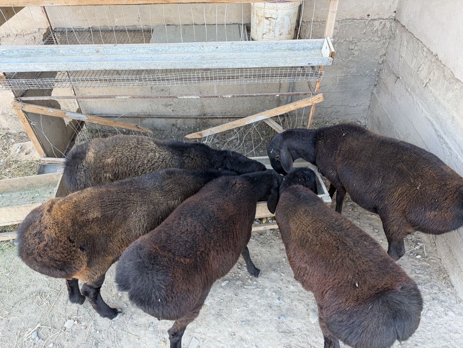 Кошкарлар сатылады