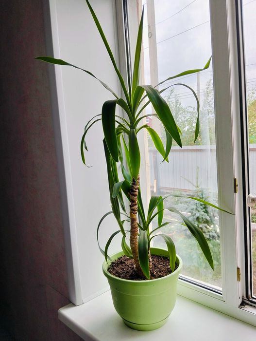 Продам комнатные цвет