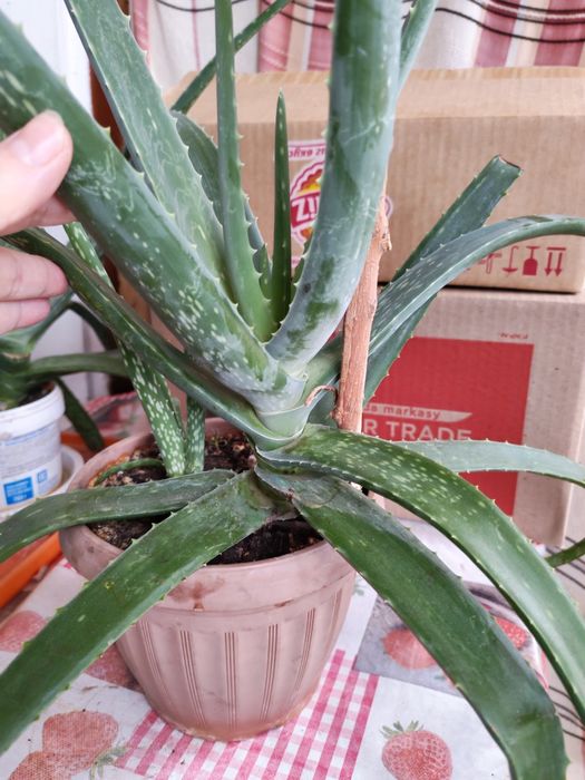 Продам алоэ и денежное дерево