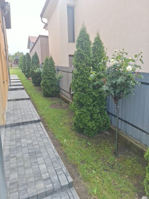 Vând tuia Smaragd 230-250 cm pentru toamnă