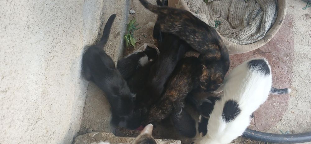 Donez pui de pisica