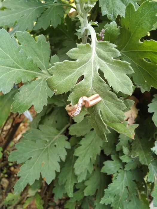 Златна обица  Полусърце