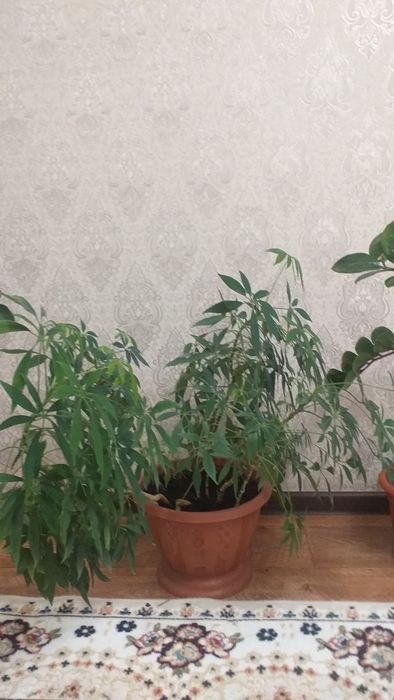 Цветы комнатные. красивые