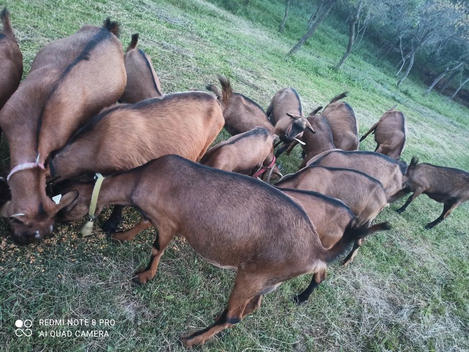 Vând țapi alpin francez