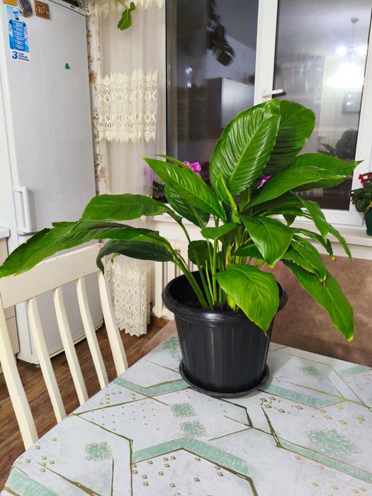 комнатные цветы