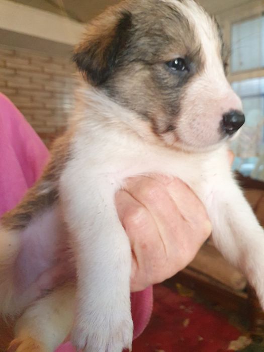 Щенки в добрые руки