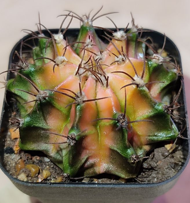 Вариегатные Кактусы