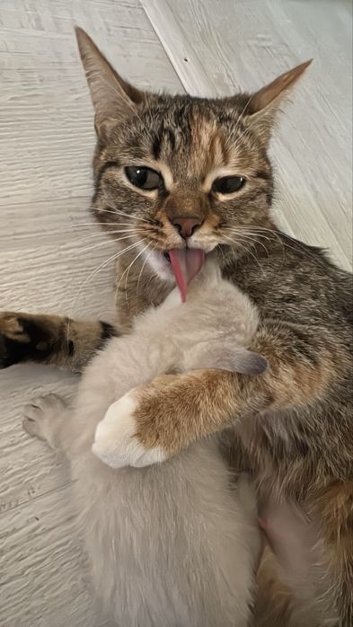 маленькие котята