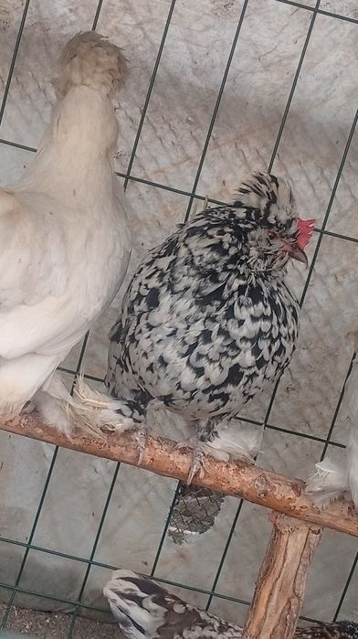 Yapon tovuq tuxumlariga zakas olamiz. Narxi 5 mingdan.