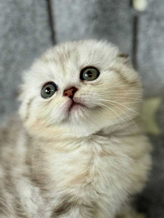 вислоушка девочка