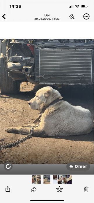 Продам щенков Сао